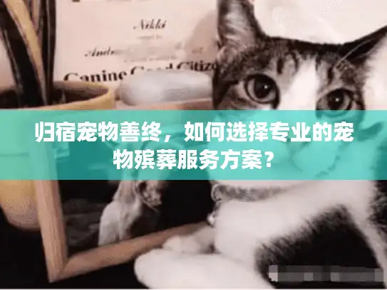 归宿宠物善终，如何选择专业的宠物殡葬服务方案？