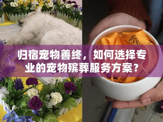 归宿宠物善终，如何选择专业的宠物殡葬服务方案？
