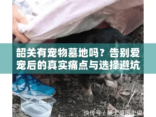 韶关有宠物墓地吗？告别爱宠后的真实痛点与选择避坑指南