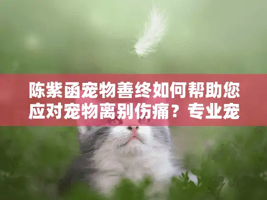 陈紫函宠物善终如何帮助您应对宠物离别伤痛？专业宠物殡葬服务全指南