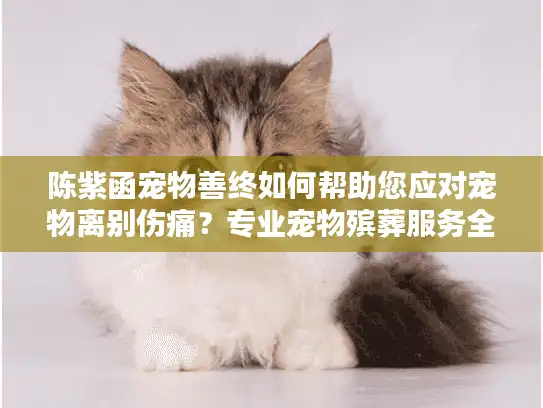 陈紫函宠物善终如何帮助您应对宠物离别伤痛？专业宠物殡葬服务全指南