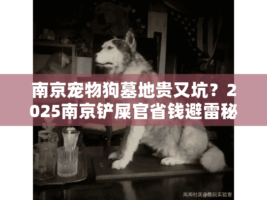 南京宠物狗墓地贵又坑？2025南京铲屎官省钱避雷秘籍