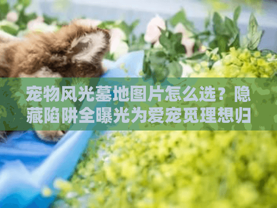 宠物风光墓地图片怎么选？隐藏陷阱全曝光为爱宠觅理想归宿