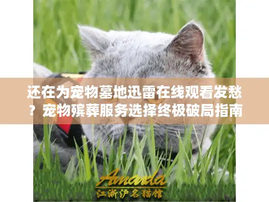 还在为宠物墓地迅雷在线观看发愁？宠物殡葬服务选择终极破局指南