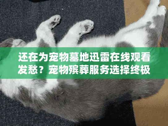 还在为宠物墓地迅雷在线观看发愁？宠物殡葬服务选择终极破局指南