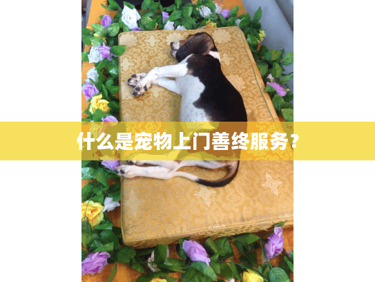 什么是宠物上门善终服务？
