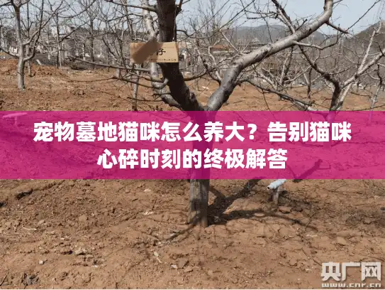 宠物墓地猫咪怎么养大？告别猫咪心碎时刻的终极解答