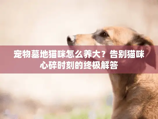 宠物墓地猫咪怎么养大？告别猫咪心碎时刻的终极解答