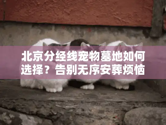 北京分经线宠物墓地如何选择？告别无序安葬烦恼和金钱浪费