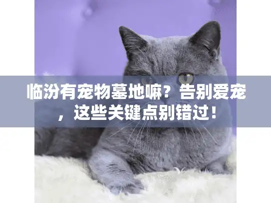 临汾有宠物墓地嘛?告别爱宠,这些关键点别错过! 临汾有宠物墓地嘛?告别爱宠,这些关键点别错过!