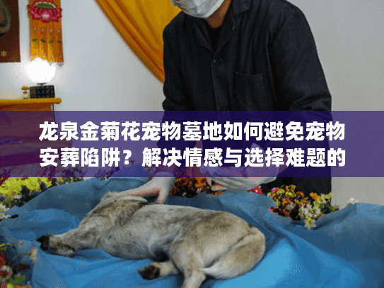 龙泉金菊花宠物墓地如何避免宠物安葬陷阱？解决情感与选择难题的终极方案