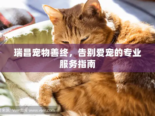 瑞昌宠物善终，告别爱宠的专业服务指南