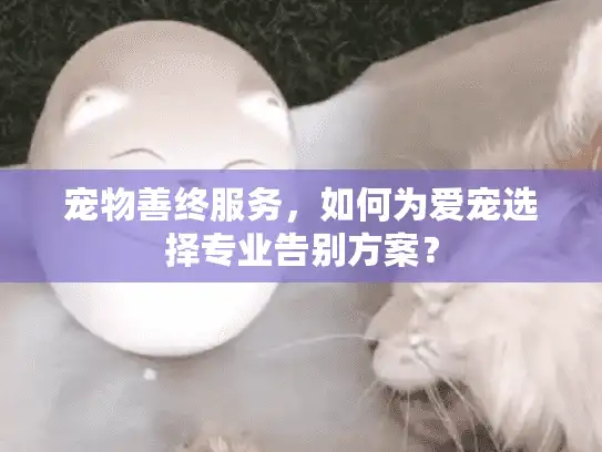 宠物善终服务，如何为爱宠选择专业告别方案？