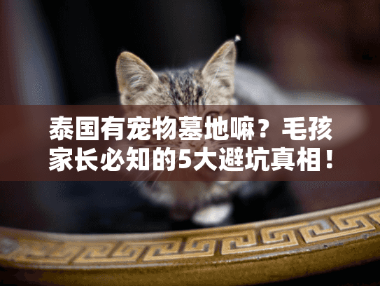 泰国有宠物墓地嘛？毛孩家长必知的5大避坑真相！