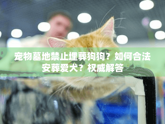 宠物墓地禁止埋葬狗狗?如何合法安葬爱犬?权威解答 宠物墓地禁止埋葬狗狗?如何合法安葬爱犬?权威解答