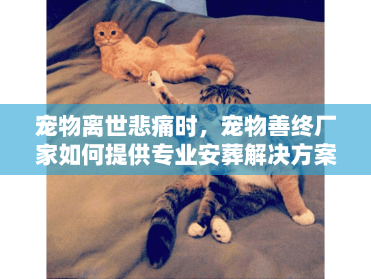 宠物离世悲痛时，宠物善终厂家如何提供专业安葬解决方案?