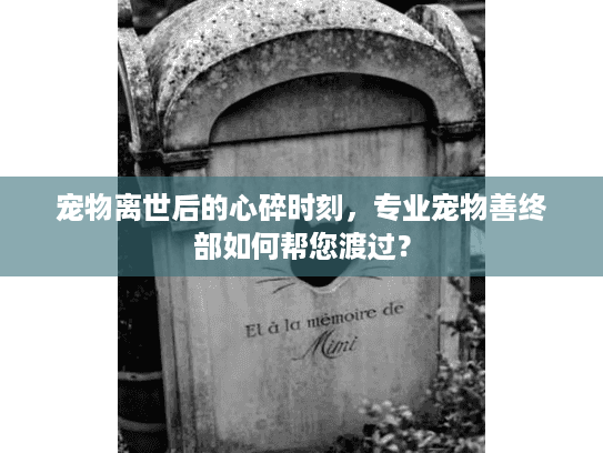 宠物离世后的心碎时刻，专业宠物善终部如何帮您渡过？