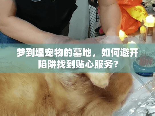 梦到埋宠物的墓地，如何避开陷阱找到贴心服务？