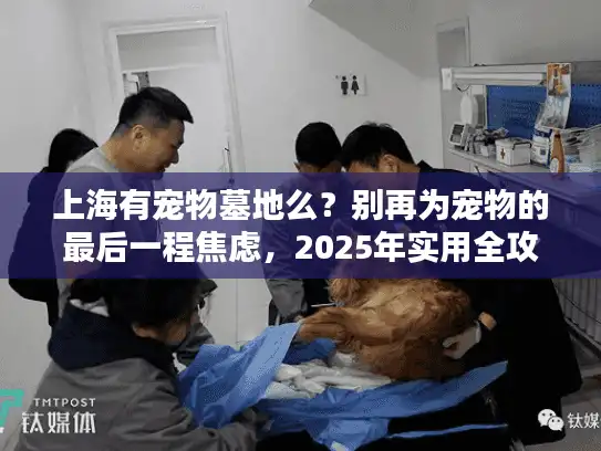 上海有宠物墓地么？别再为宠物的最后一程焦虑，2025年实用全攻略