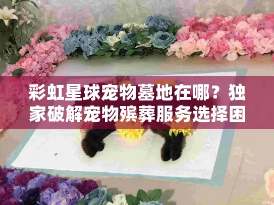 彩虹星球宠物墓地在哪？独家破解宠物殡葬服务选择困局