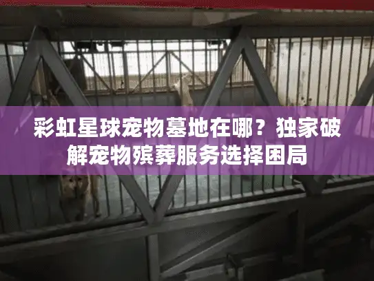 彩虹星球宠物墓地在哪？独家破解宠物殡葬服务选择困局