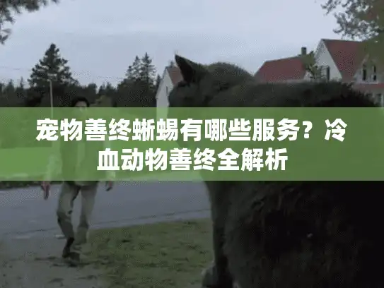 宠物善终蜥蜴有哪些服务？冷血动物善终全解析