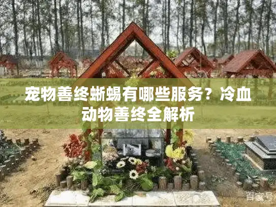 宠物善终蜥蜴有哪些服务？冷血动物善终全解析