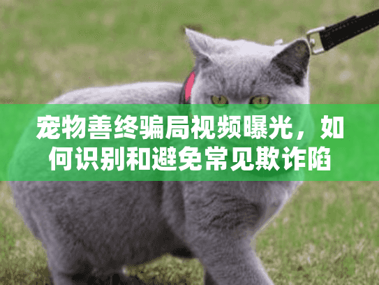 宠物善终骗局视频曝光,如何识别和避免常见欺诈陷阱? 宠物善终骗局视频曝光,如何识别和避免常见欺诈陷阱?