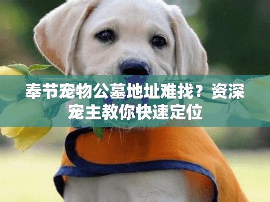 奉节宠物公墓地址难找？资深宠主教你快速定位