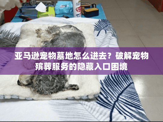 亚马逊宠物墓地怎么进去？破解宠物殡葬服务的隐藏入口困境
