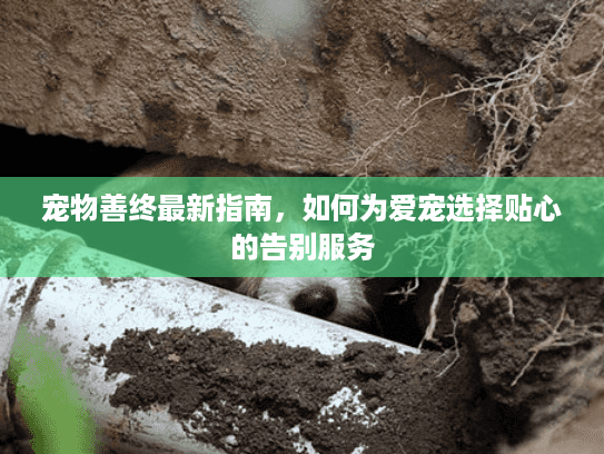 宠物善终最新指南,如何为爱宠选择贴心的告别服务 宠物善终最新指南,如何为爱宠选择贴心的告别服务