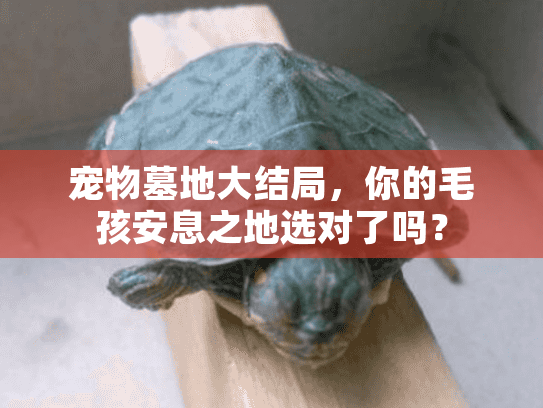 宠物墓地大结局，你的毛孩安息之地选对了吗？