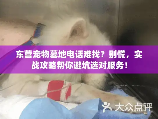 东营宠物墓地电话难找？别慌，实战攻略帮你避坑选对服务！