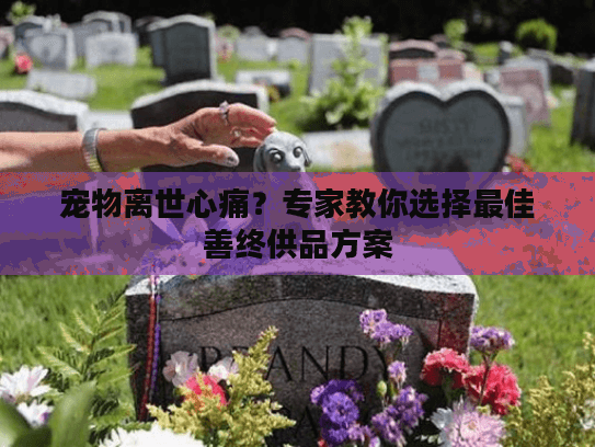 宠物离世心痛?专家教你选择最佳善终供品方案 宠物离世心痛?专家教你选择最佳善终供品方案