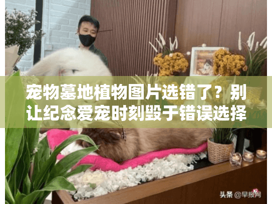 宠物墓地植物图片选错了？别让纪念爱宠时刻毁于错误选择