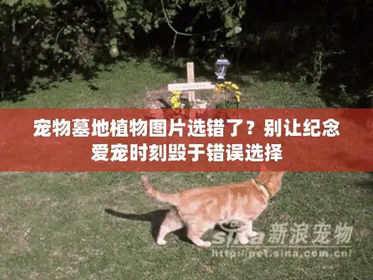 宠物墓地植物图片选错了？别让纪念爱宠时刻毁于错误选择