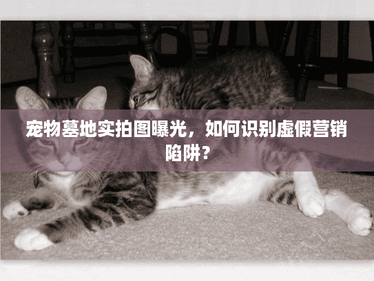 宠物墓地实拍图曝光，如何识别虚假营销陷阱？