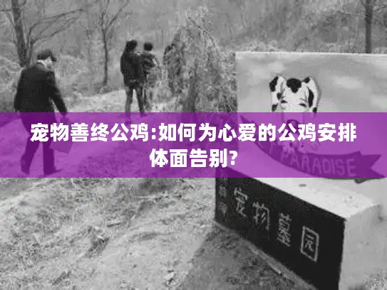 宠物善终公鸡:如何为心爱的公鸡安排体面告别?