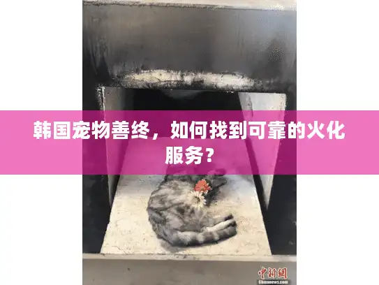 韩国宠物善终,如何找到可靠的火化服务? 韩国宠物善终,如何找到可靠的火化服务?