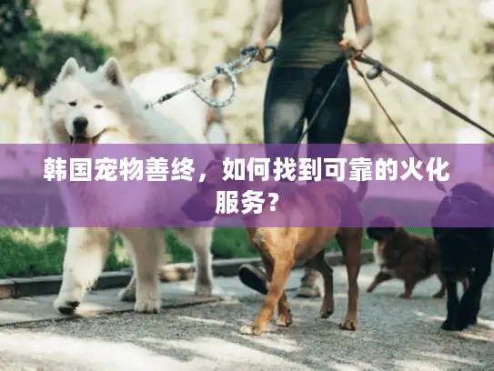 韩国宠物善终,如何找到可靠的火化服务? 韩国宠物善终,如何找到可靠的火化服务?