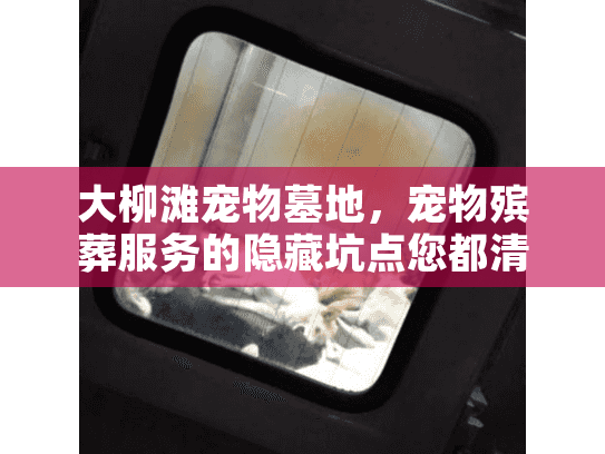 大柳滩宠物墓地，宠物殡葬服务的隐藏坑点您都清楚吗？