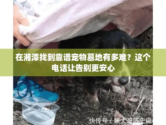 在湘潭找到靠谱宠物墓地有多难？这个电话让告别更安心