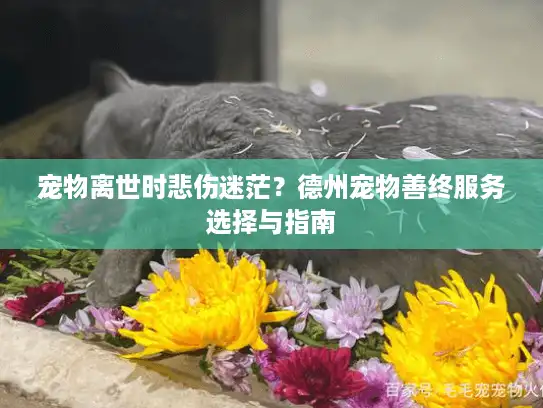 宠物离世时悲伤迷茫？德州宠物善终服务选择与指南