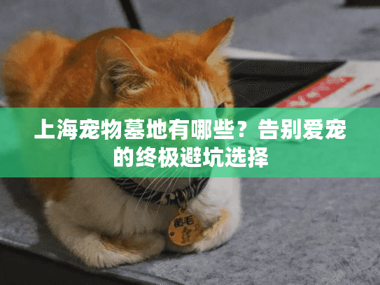 上海宠物墓地有哪些？告别爱宠的终极避坑选择