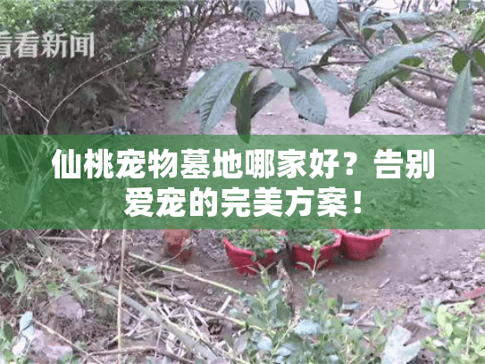 仙桃宠物墓地哪家好?告别爱宠的完美方案! 仙桃宠物墓地哪家好?告别爱宠的完美方案!