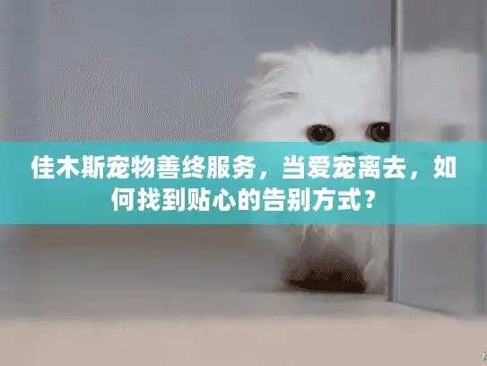佳木斯宠物善终服务，当爱宠离去，如何找到贴心的告别方式？