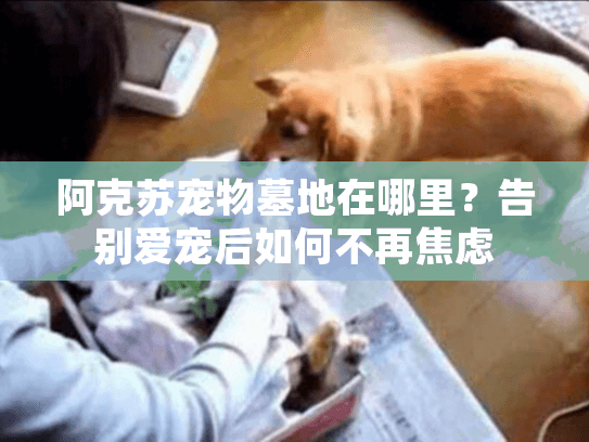 阿克苏宠物墓地在哪里？告别爱宠后如何不再焦虑