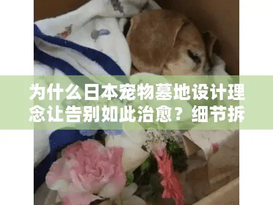 为什么日本宠物墓地设计理念让告别如此治愈？细节拆解实录