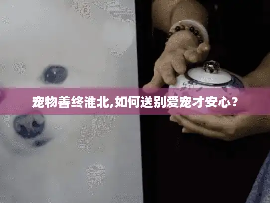 宠物善终淮北,如何送别爱宠才安心？