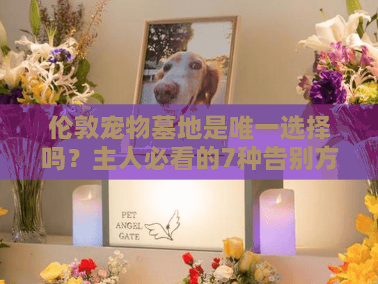 伦敦宠物墓地是唯一选择吗？主人必看的7种告别方案